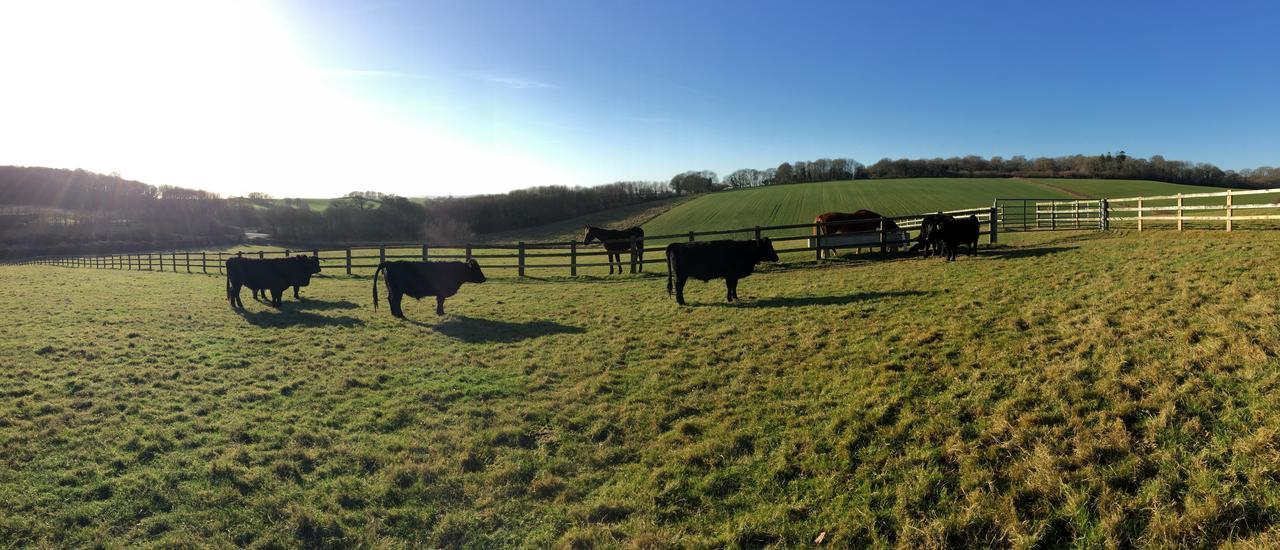 Yellowham Farm, Dorchester Higher Bockhampton Eksteriør bilde